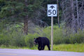 Bear seen off Bow Valley Parkway