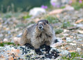 Marmot at Edith Cavell