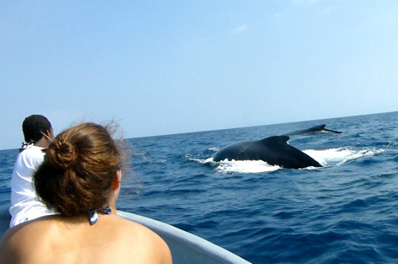 Humpback Whales in Las Galeras Bay
