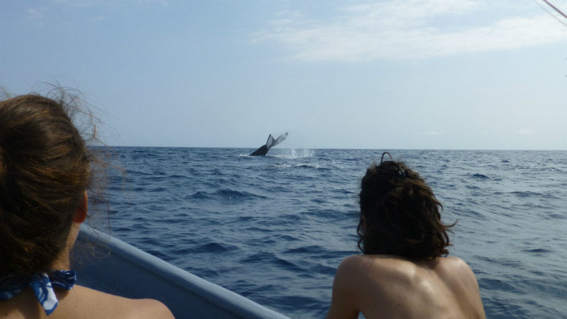 Whale tail in Las Galeras Bay