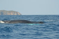 Humpback whale in Las Galeras Bay