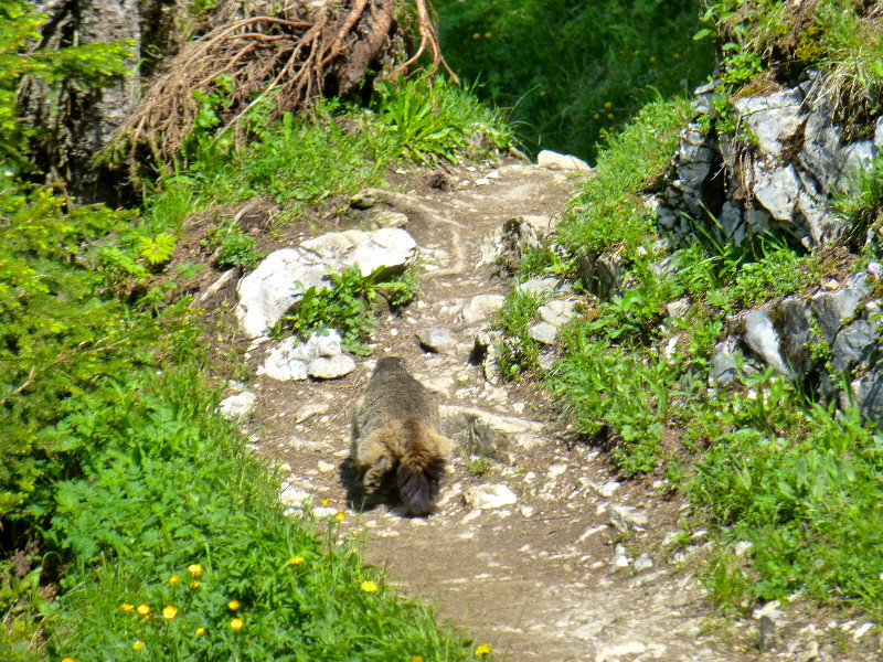 A shy marmot running away
