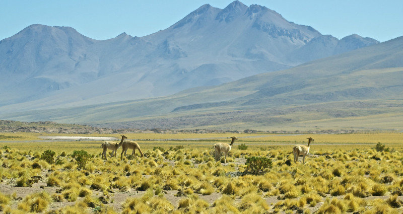 Scene from the Altiplano trip
