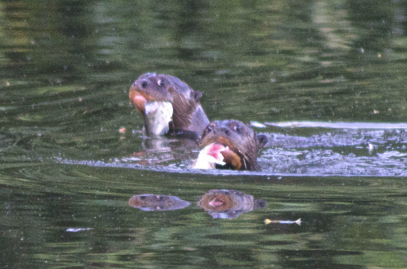 giant otters feasting on piranhas