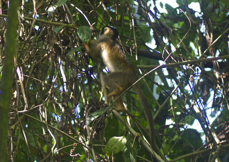 squirrel monkey