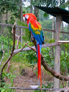 macaw at Mirador Lodge
