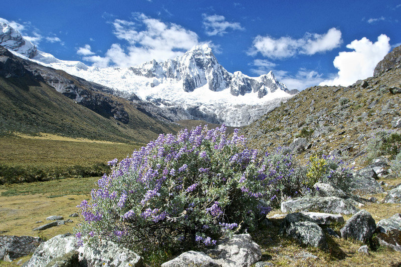 Artesonraju with lupines in the foreground