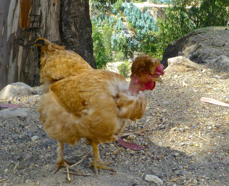 Funny chicken on Wilka Cocha hike