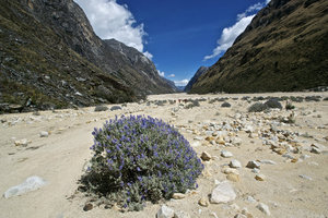 Valley with lupine in foreground