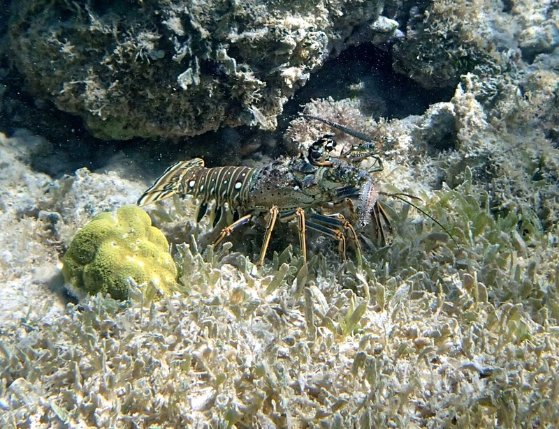 Stare down with a lobster