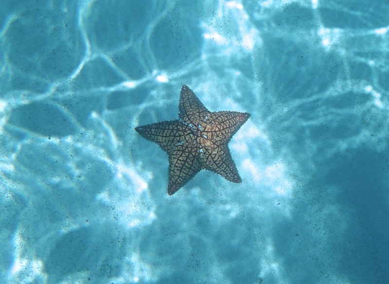 Starfish in Tobago Keys