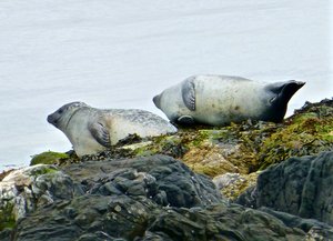Seals on island near Djúpivogur