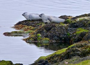 Seals on island near Djúpivogur