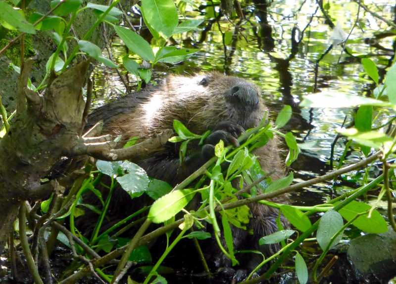 beaver in Lost Lagoon