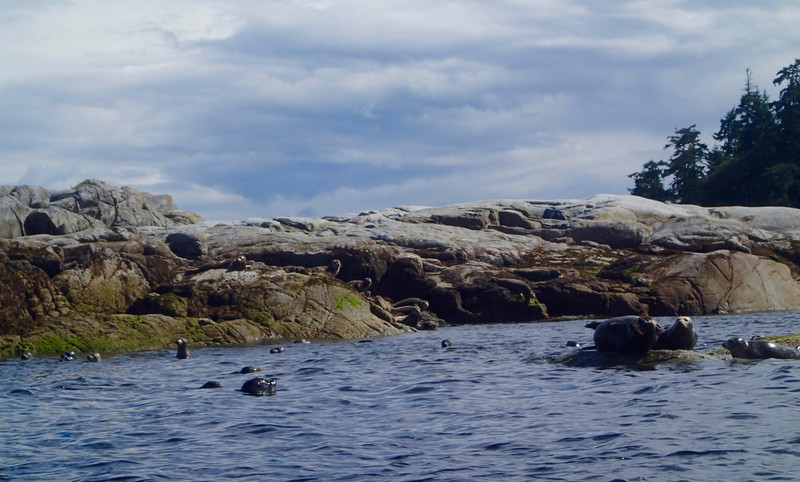 Seals around the Breton Islands 