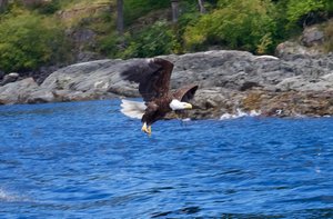 bald eagle on Quadra Island