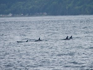 Orcas in Campbell River