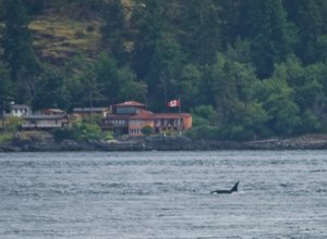 orca in Campbell River