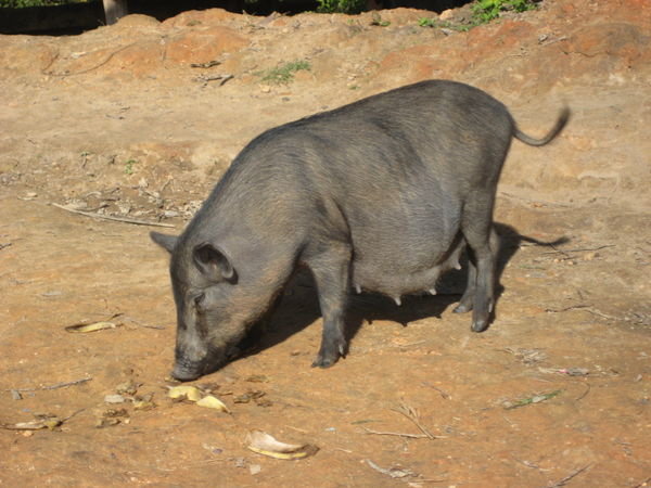 This little Piggy ..........