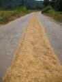 Yellow rice road