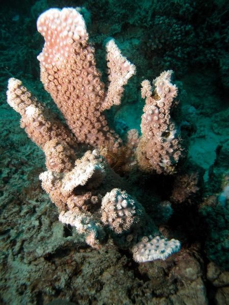 coral in cairns