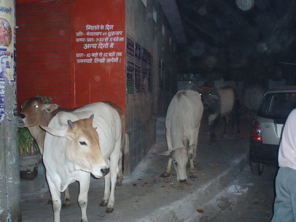 street corner cows