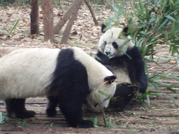 "Get off my bamboo'' 