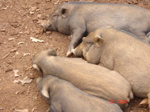 Lazy pigs