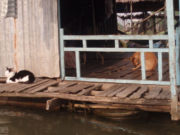 See I told you they had pet cats in the floating village, mad!