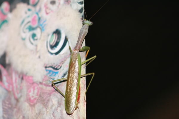 A preying mantis in the lodge