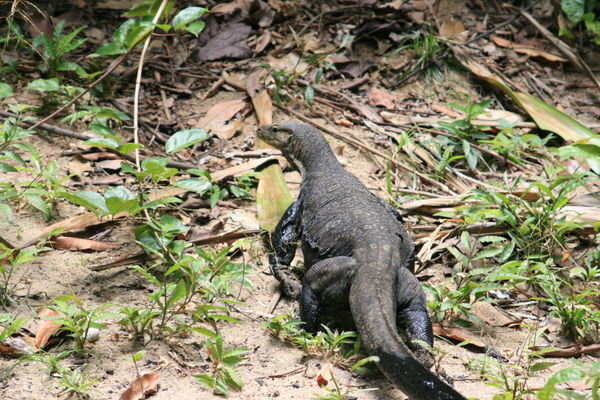 Fred the monitor lizard