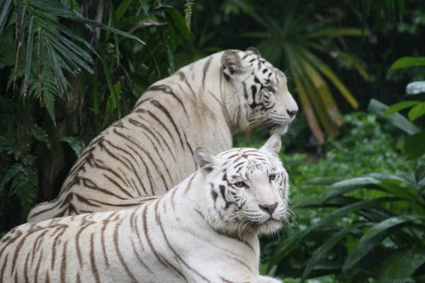 White tigers at Singapore zoo