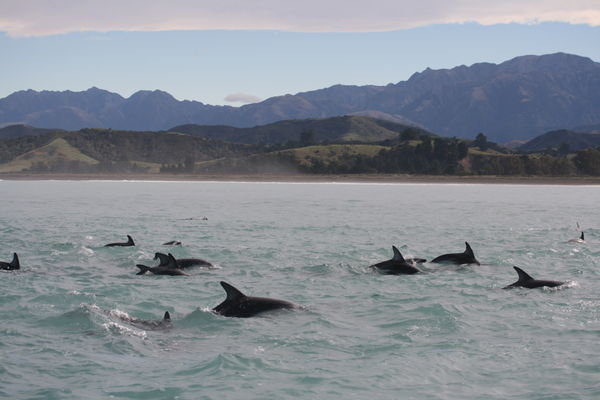 Boat load of dolphins