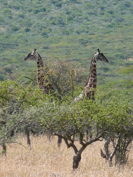 Matching Giraffe 