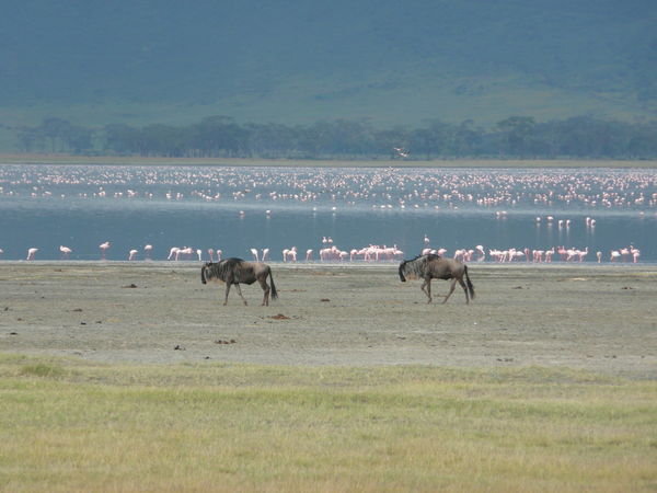 Wildebeest and Flamingos