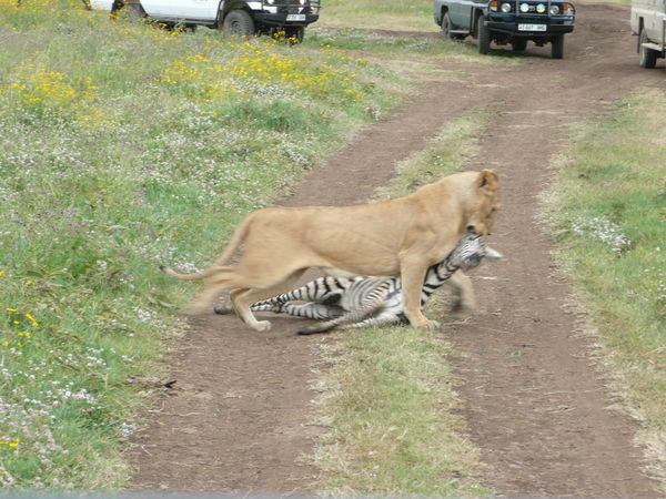 A lioness and her kill