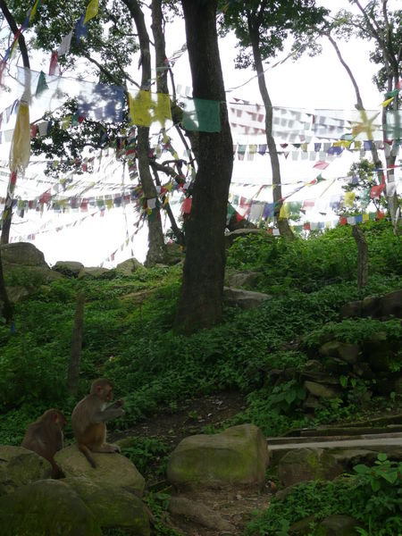 Monkeys and Prayer Flags