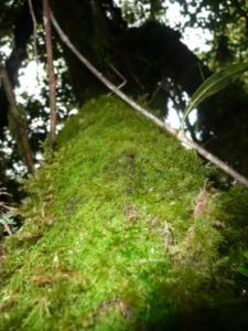Moss grows everywhere