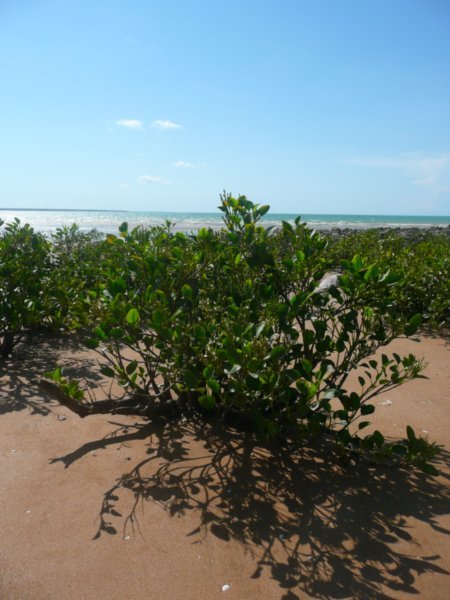 Mangroves on the beach