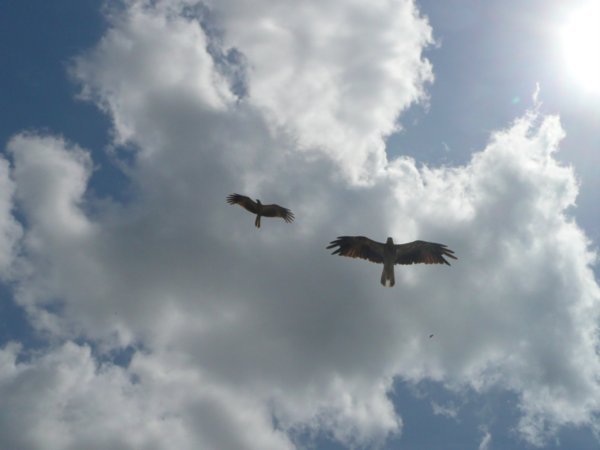Kites against the sky