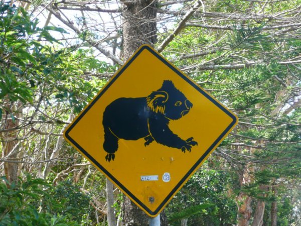Koalas! Watch out!