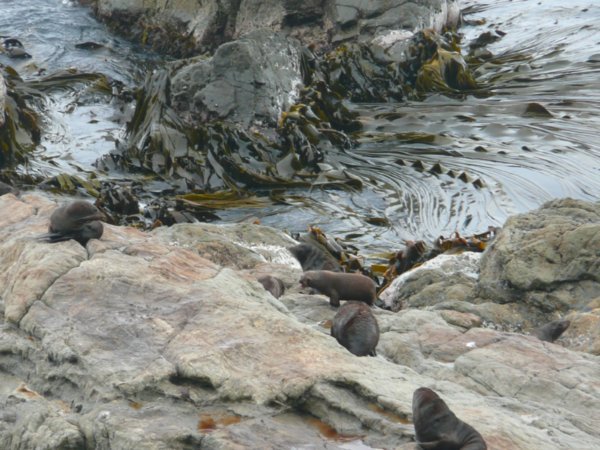 Seals and their kelp forest