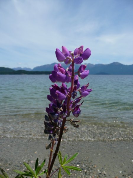 Flower on the lakeshore