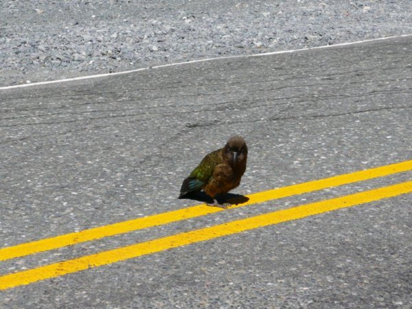 Why did the Kea cross the road?