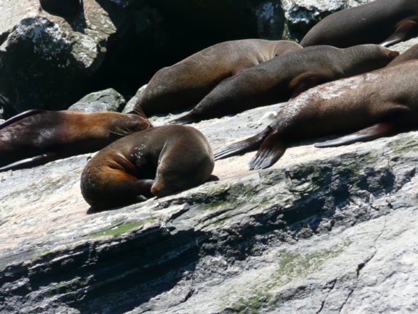 How many seals in NZ?