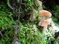 Delicate little mushrooms