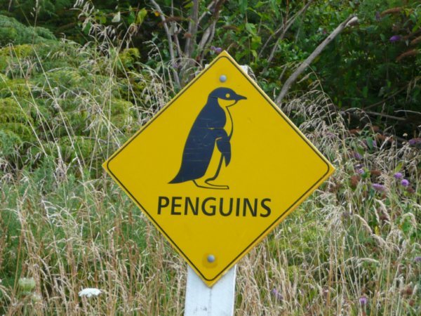 Penguins ahead!