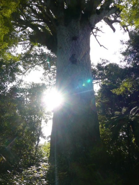 Biggest tree in NZ