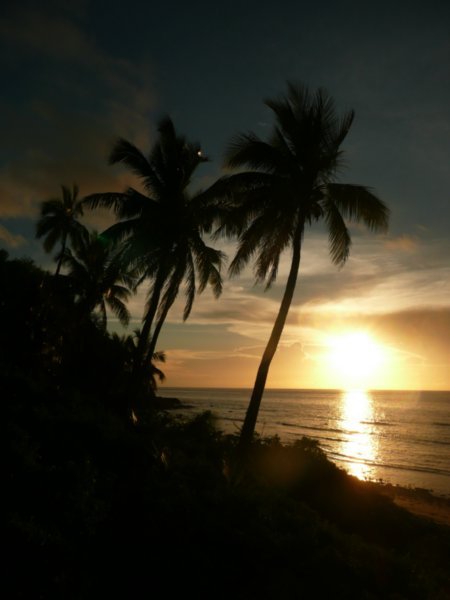 Sunset Beach Manta Ray