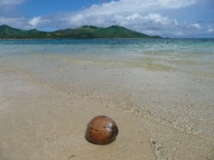 Coconut at the Blue Lagoon